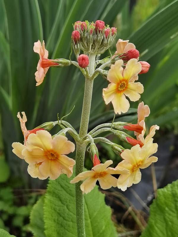 Primula 'Oriental Sunrise' photo